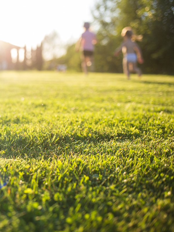 lawn care basic program summer ist1149062898 lawn care basic program summer ist1149062898