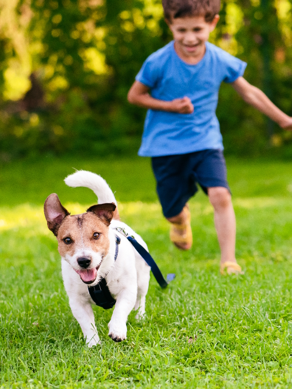 lawn care optional flea tick control ist1098033982 lawn care optional flea tick control ist1098033982
