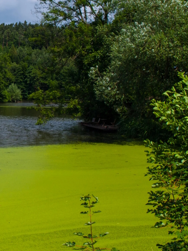 lawn care optional lake treatment ist41301498